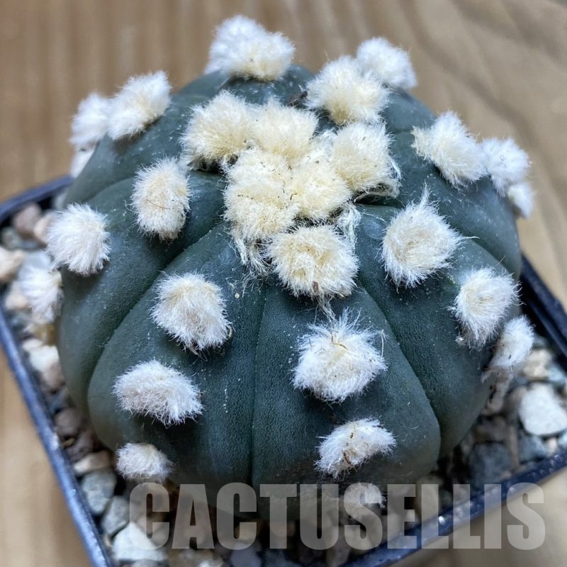 SH23895 Astrophytum asterias ‘Ooibo’