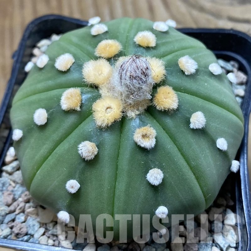 SH23854 Astrophytum asterias f. nudum