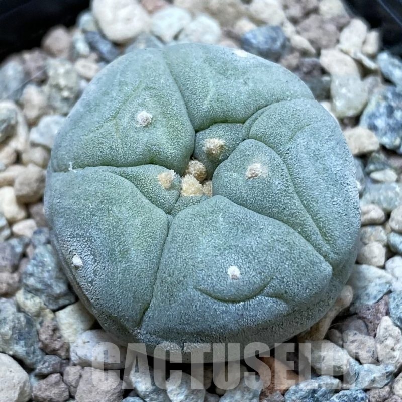 SH23896 Anhalonium frichii