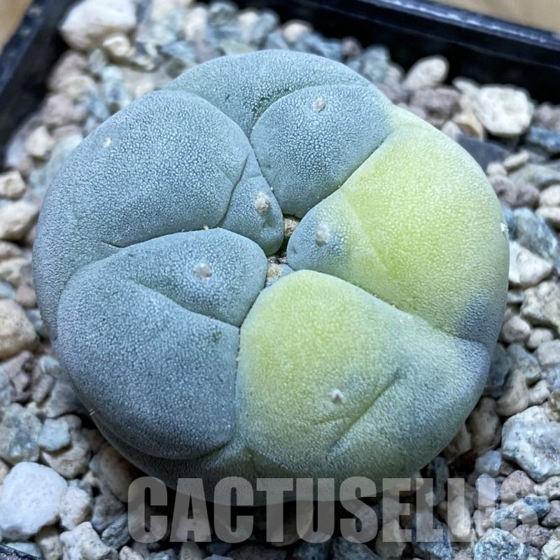 SH23898 Anhalonium frichii f. variegata