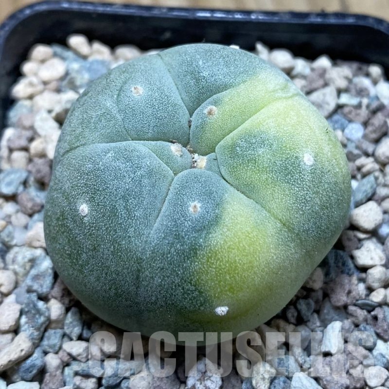 SH23899 Anhalonium frichii f. variegata