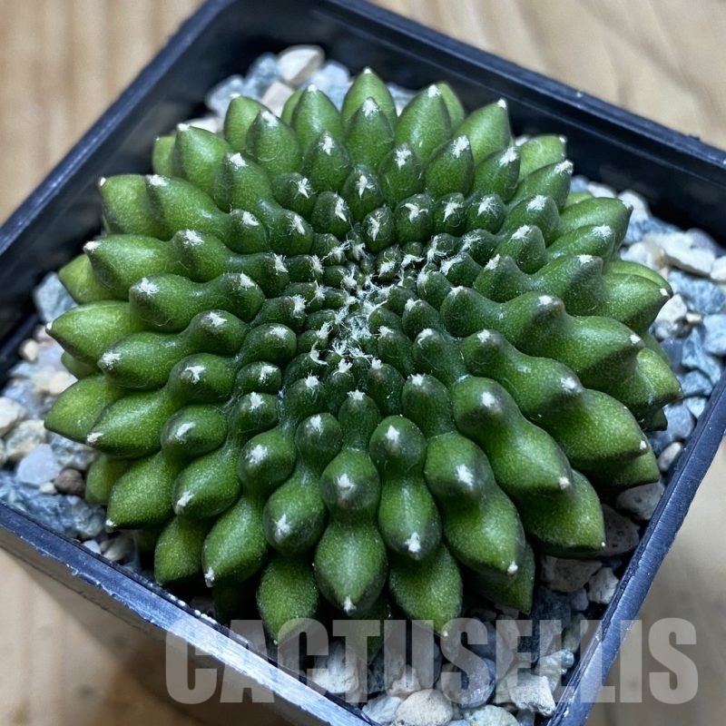 SH23900 Gymnocalycium mihanovichii ‘inermis'