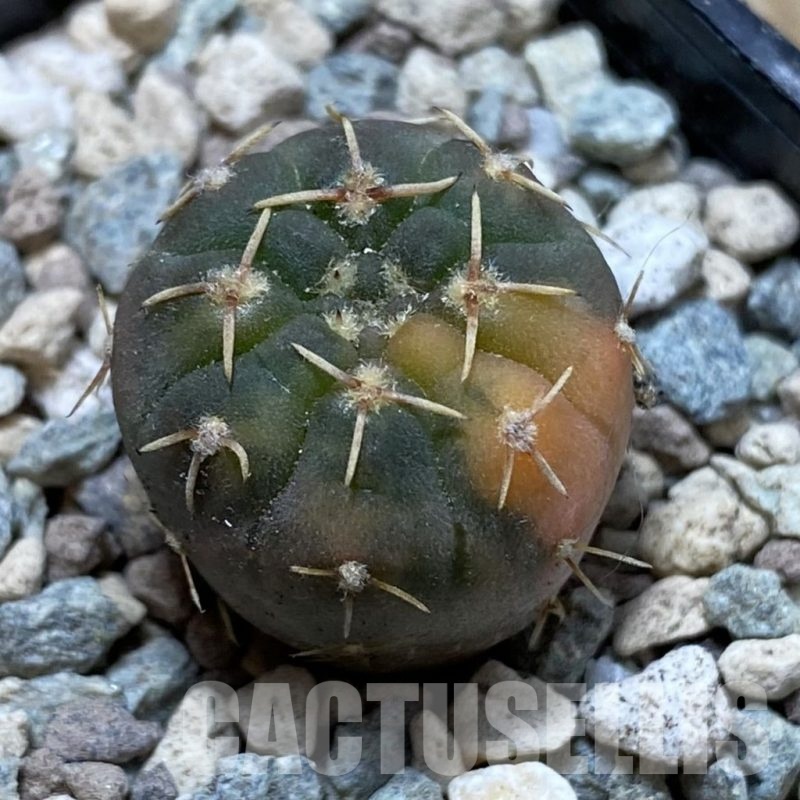 SH23901 Gymnocalycium ochoterenae f. variegata