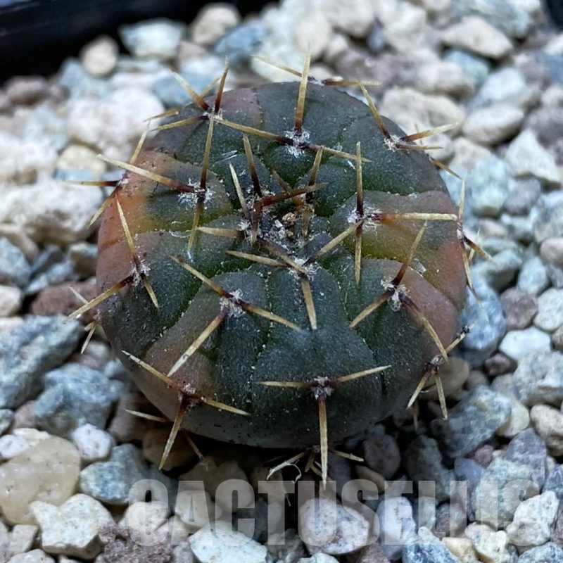 SH23902 Gymnocalycium ochoterenae f. variegata