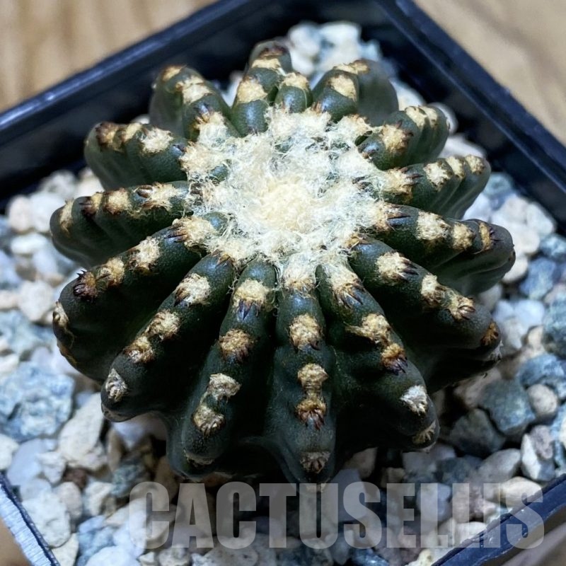SH23903 Discocactus horstii