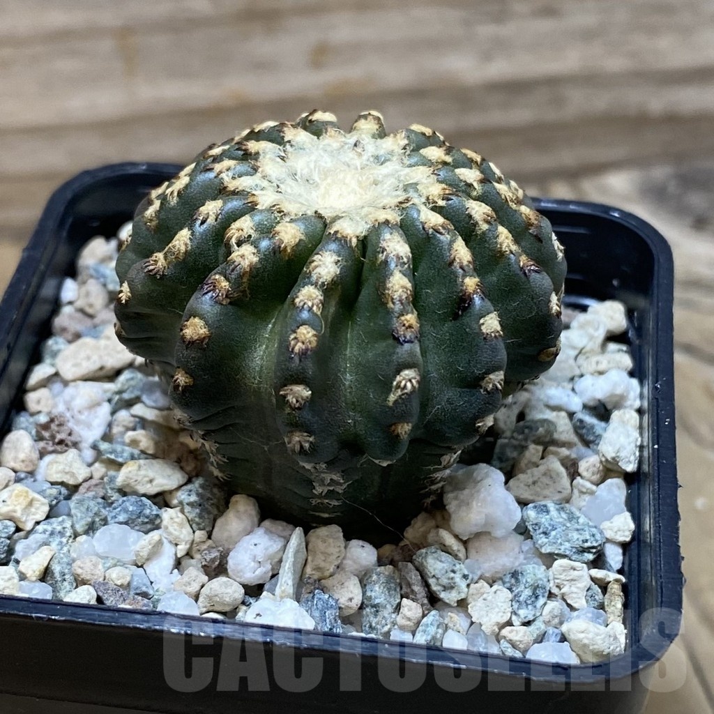 SH23903 Discocactus horstii - Image 2