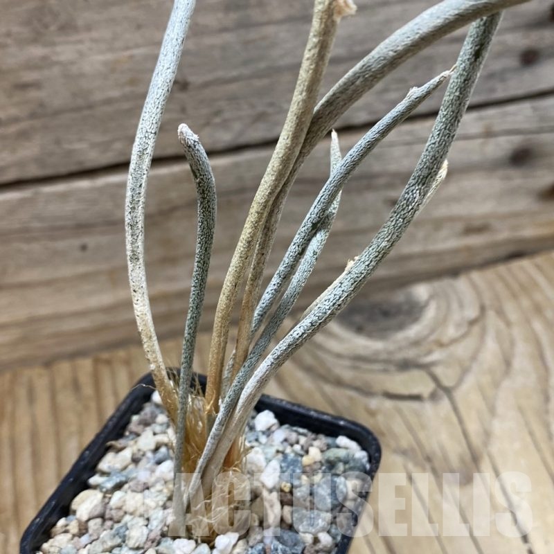 SH23905 Astrophytum caput-medusae