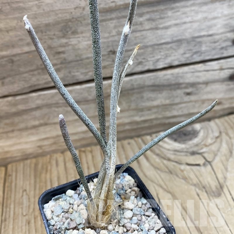 SH23906 Astrophytum caput-medusae