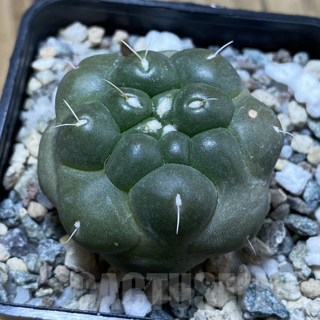 SH23907 Coryphantha elephantidens 'inermis' - Image 2