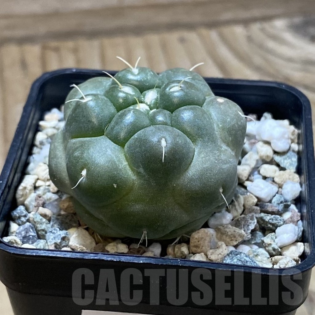 SH23907 Coryphantha elephantidens 'inermis' - Image 3