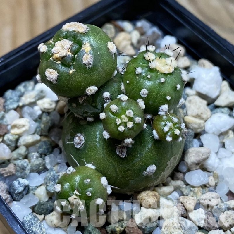 SH23908 Lobivia aurea ‘Flo’ f. monstrosa