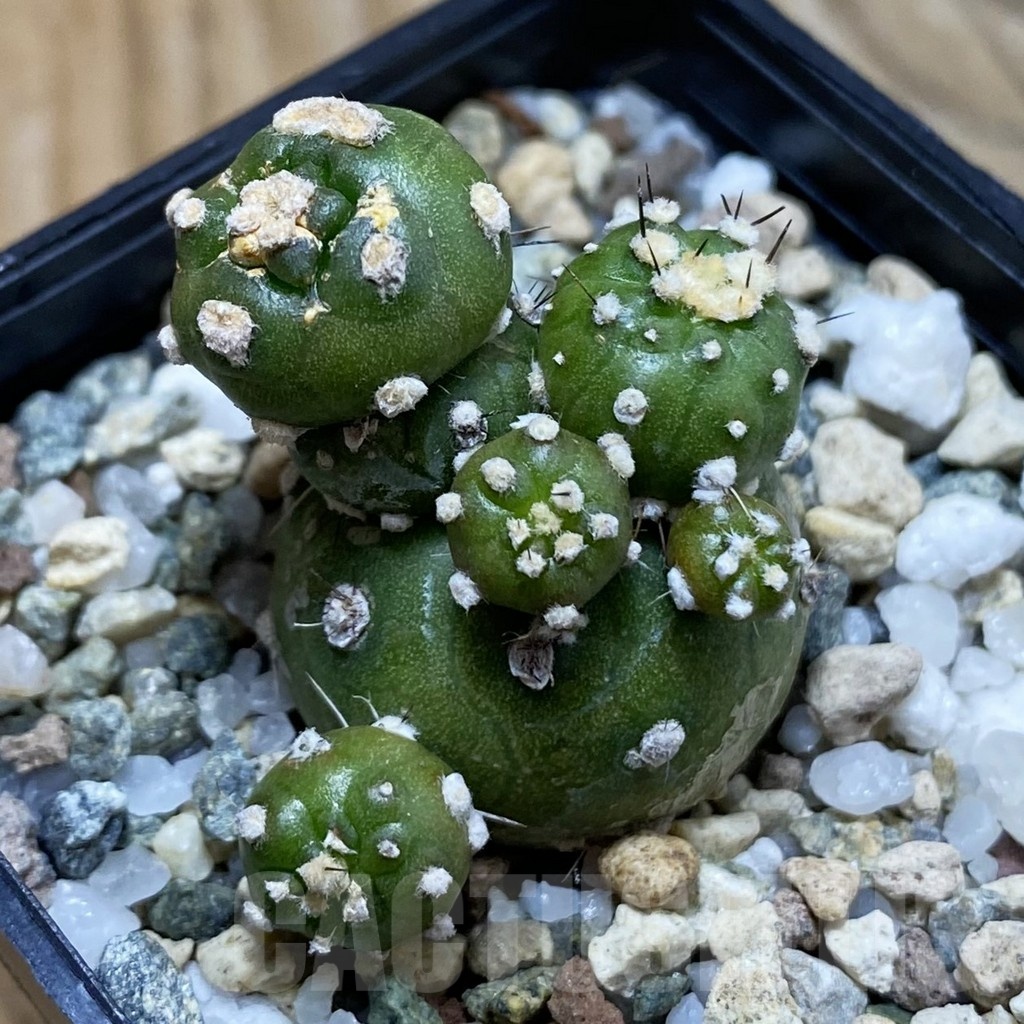 SH23908 Lobivia aurea ‘Flo’ f. monstrosa