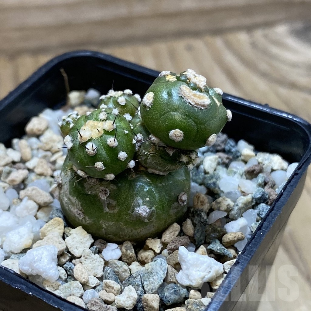 SH23908 Lobivia aurea ‘Flo’ f. monstrosa - Image 2