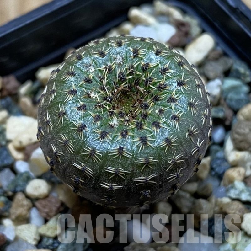 SH23909 Frailea phaeodisca