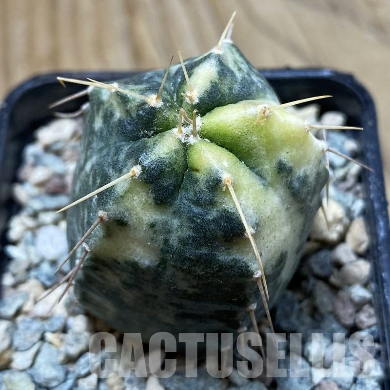 SH23910 Echinocereus knippelianus f. variegata