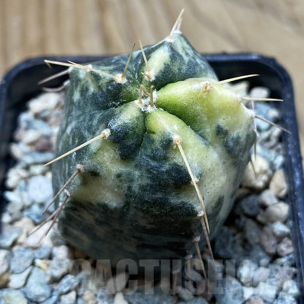 SH23910 Echinocereus knippelianus f. variegata