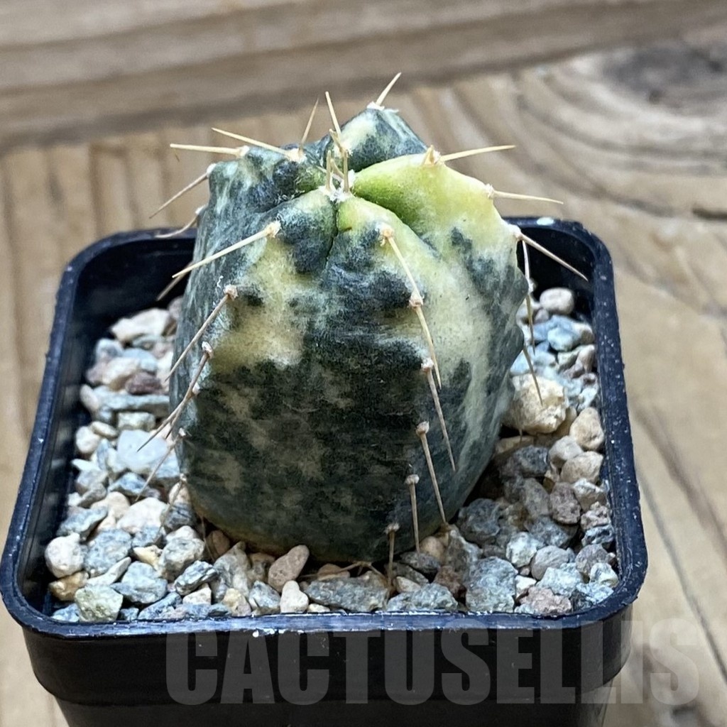 SH23910 Echinocereus knippelianus f. variegata - Image 2