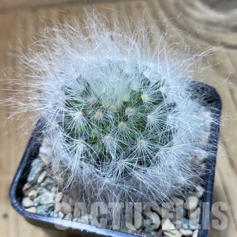 SH23911 Mammillaria guelzowiana LAU 640