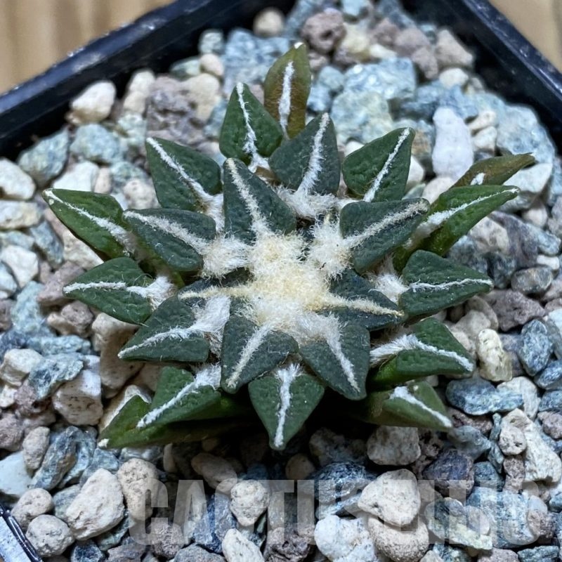 SH23912 Ariocarpus kotschoubeyanus hybrid, own roots