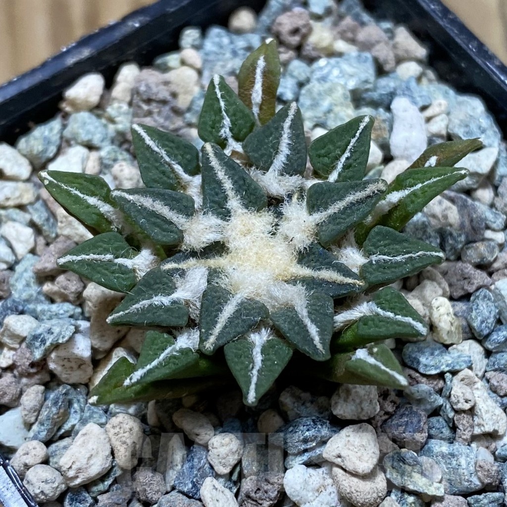 SH23912 Ariocarpus kotschoubeyanus hybrid, own roots