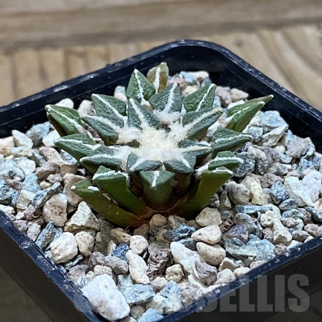 SH23912 Ariocarpus kotschoubeyanus hybrid, own roots - Image 2