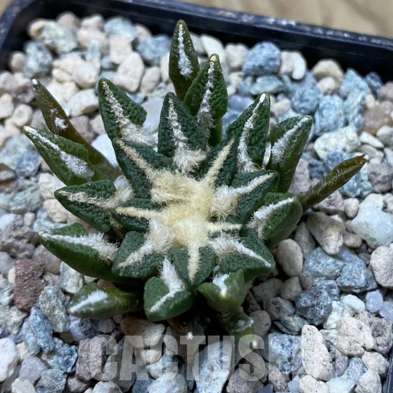 SH23913 Ariocarpus kotschoubeyanus hybrid, own roots