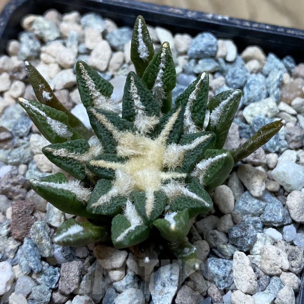 SH23913 Ariocarpus kotschoubeyanus hybrid, own roots