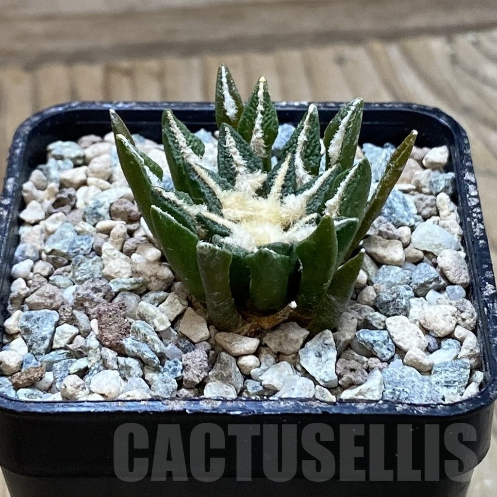 SH23913 Ariocarpus kotschoubeyanus hybrid, own roots - Image 2