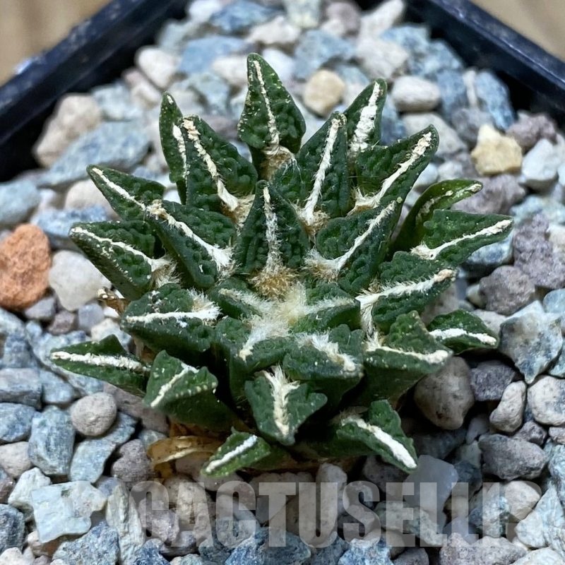 SH23914 Ariocarpus kotschoubeyanus hybrid, own roots
