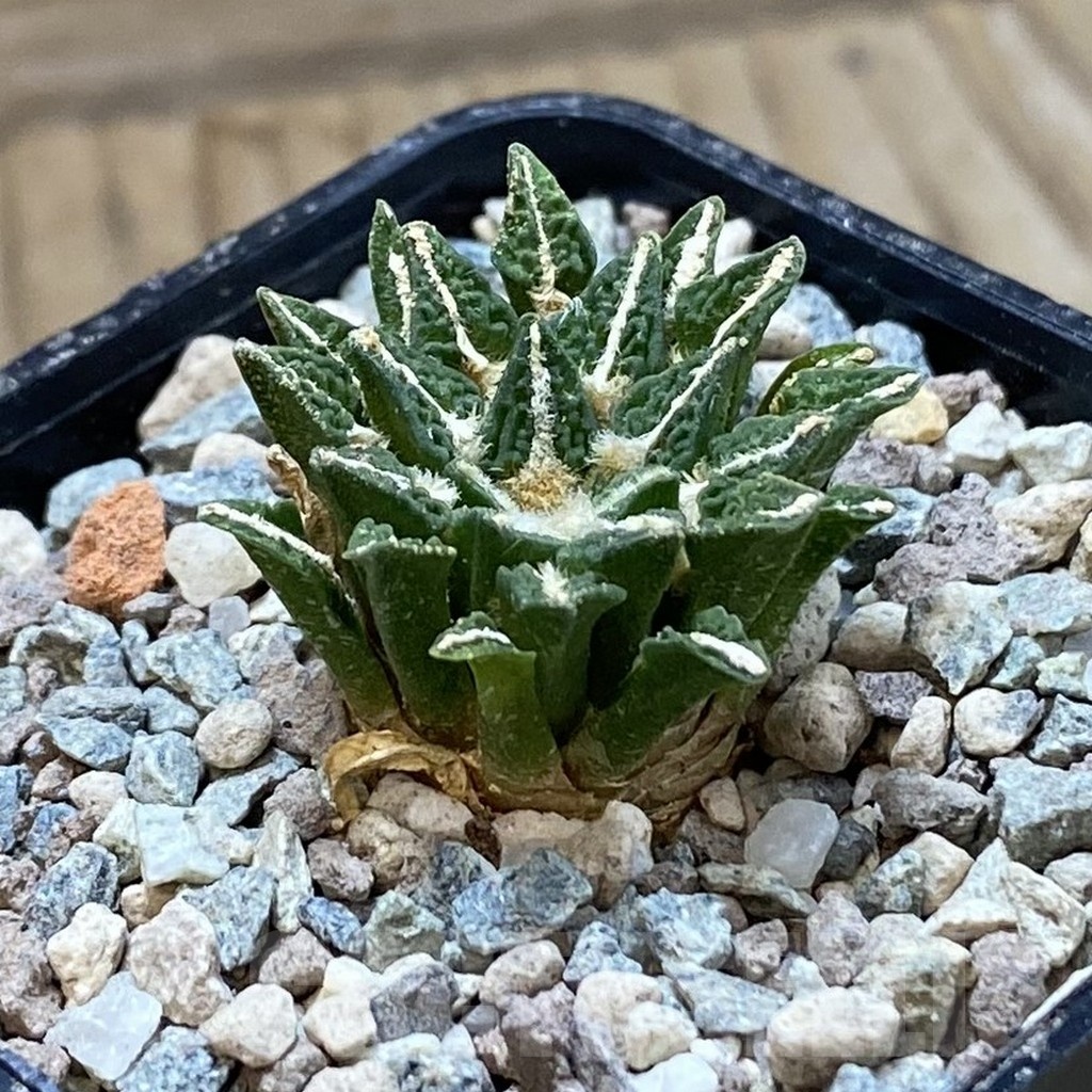 SH23914 Ariocarpus kotschoubeyanus hybrid, own roots - Image 2