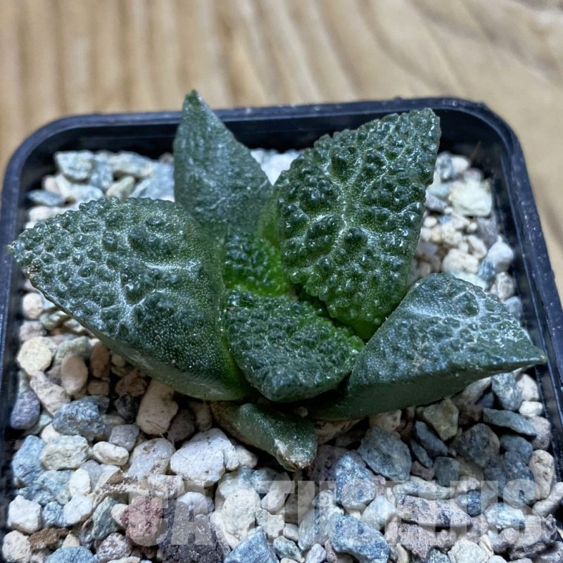 SH23915 Ariocarpus fissuratus ‘Godzilla’ hybrid, seedling, own roots