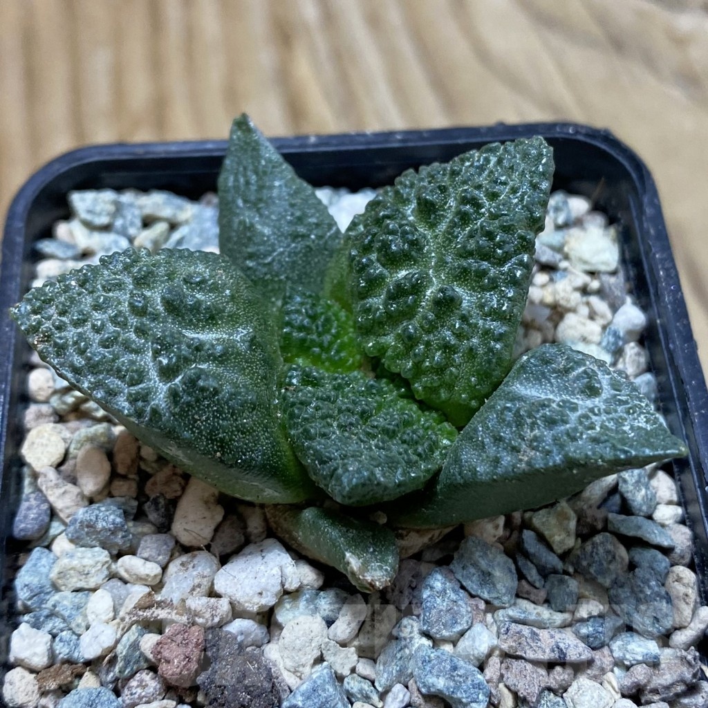 SH23915 Ariocarpus fissuratus ‘Godzilla’ hybrid, seedling, own roots