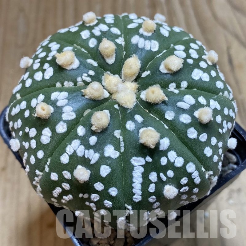 SH23856 Astrophytum asterias ‘Super Kabuto’ 'Akabana'