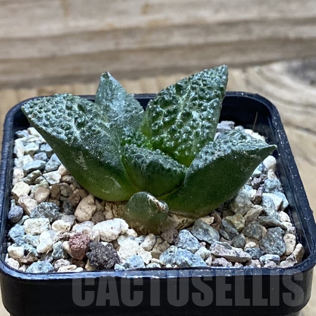 SH23915 Ariocarpus fissuratus ‘Godzilla’ hybrid, seedling, own roots - Image 2