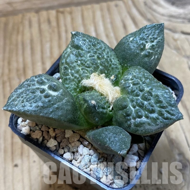 SH23916 Ariocarpus fissuratus ‘Godzilla’ hybrid, seedling, own roots