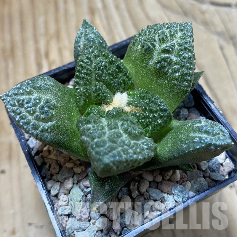 SH23917 Ariocarpus fissuratus ‘Godzilla’ hybrid, seedling, own roots