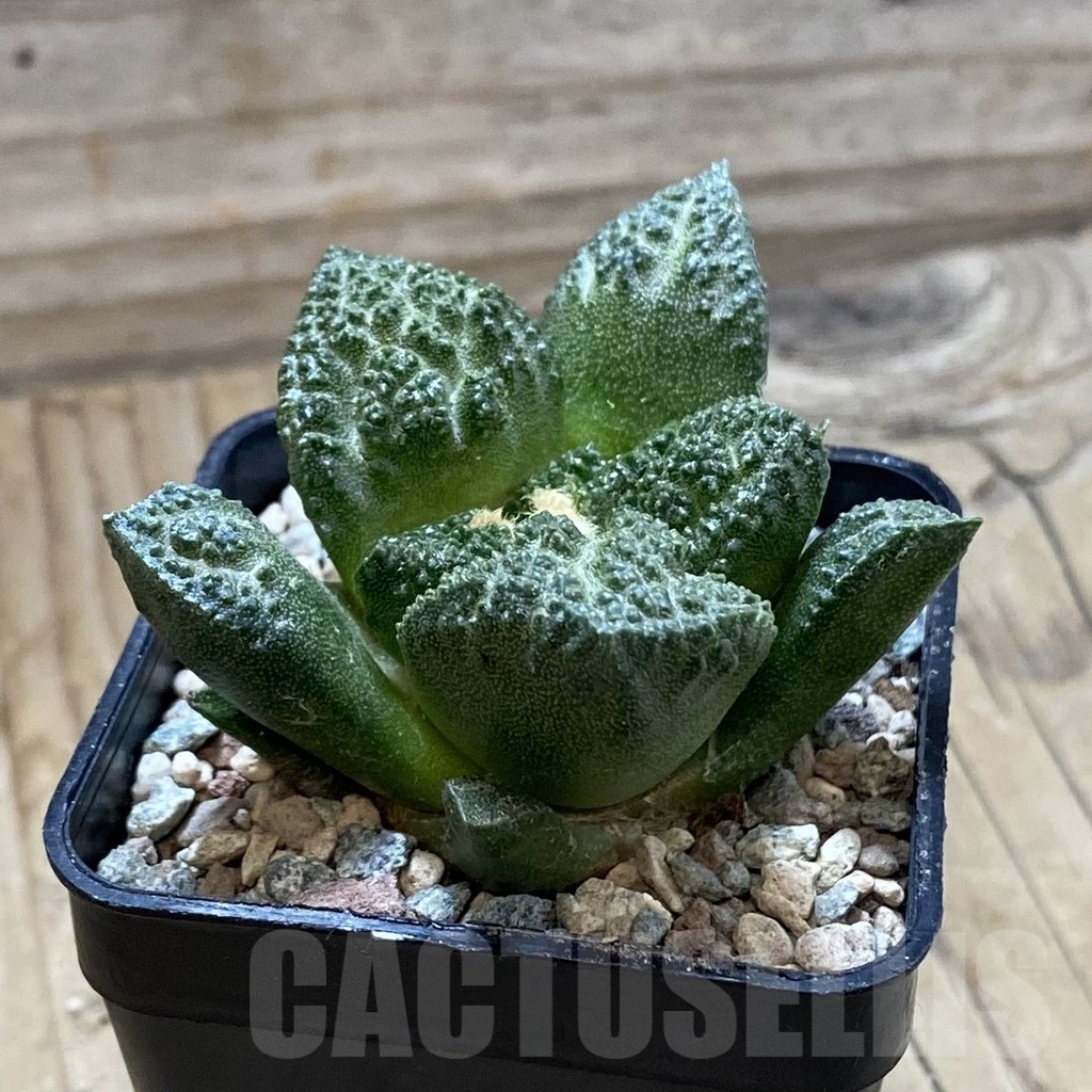 SH23917 Ariocarpus fissuratus ‘Godzilla’ hybrid, seedling, own roots - Image 2