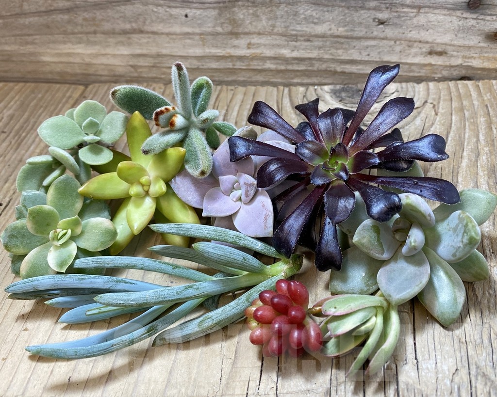 SH23920 Succulents mix, cuted