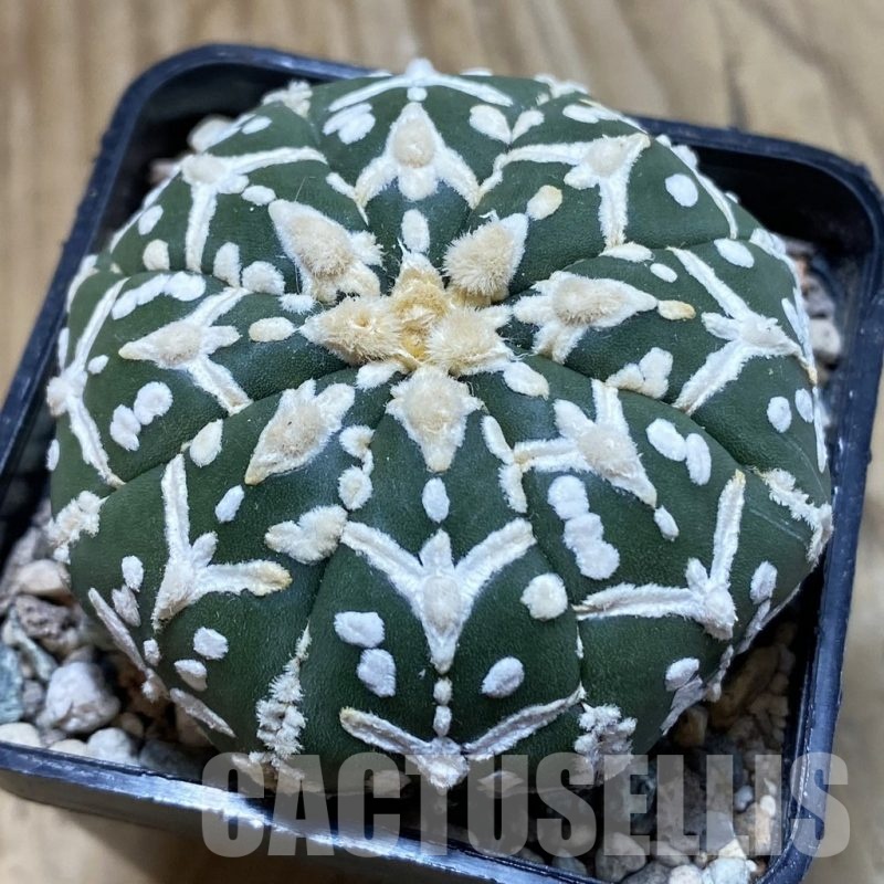 SH23858 Astrophytum asterias ‘Super Kabuto’ V-type f. nudum