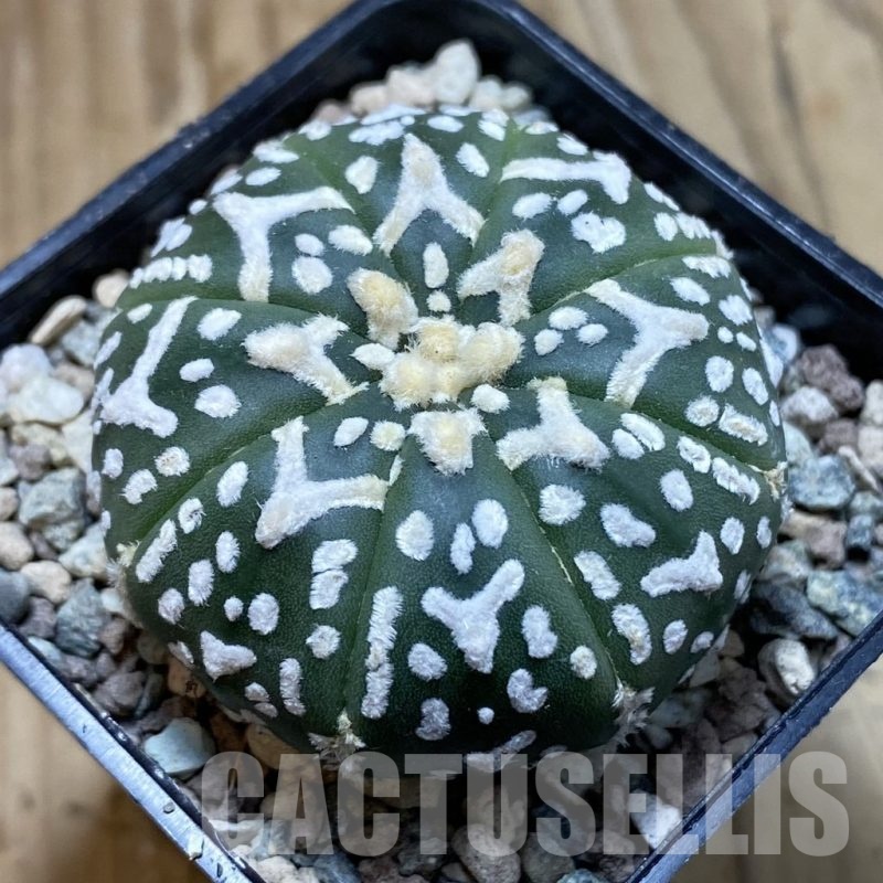 SH23859 Astrophytum asterias ‘Super Kabuto’ V-type f. nudum