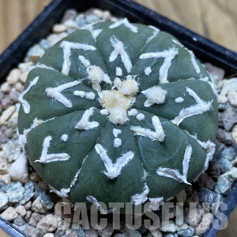 SH23863 Astrophytum asterias ‘Super Kabuto’ V-type f. nudum