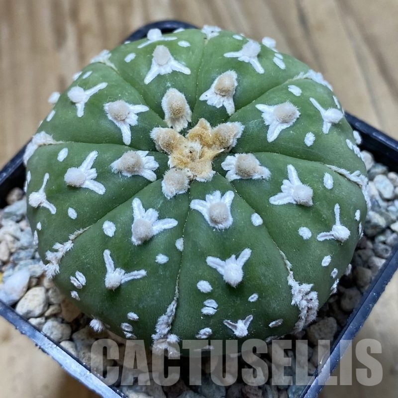 SH23864 Astrophytum asterias ‘Super Kabuto’ V-type f. nudum