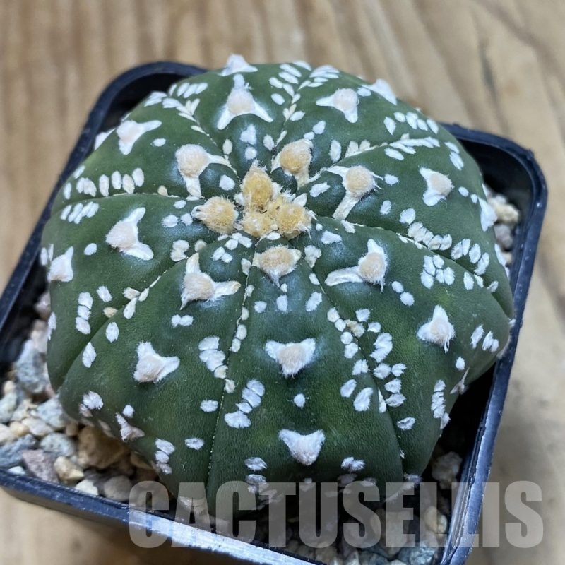 SH23865 Astrophytum asterias ‘Super Kabuto’ V-type f. nudum