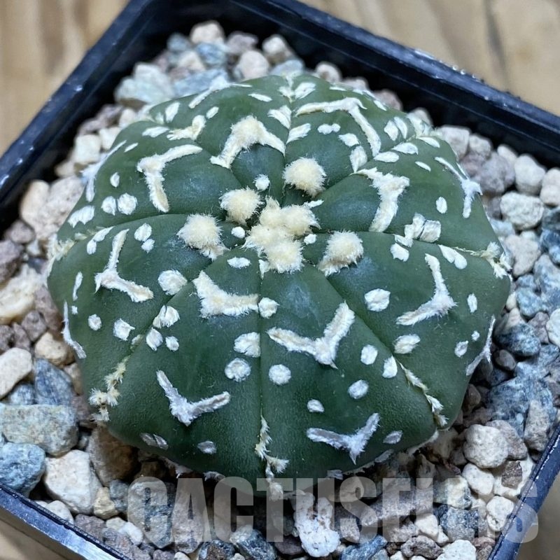 SH23866 Astrophytum asterias ‘Super Kabuto’ V-type f. nudum