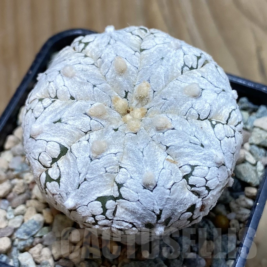 SH23870 Astrophytum asterias ‘Super Kabuto Snow’ V-type