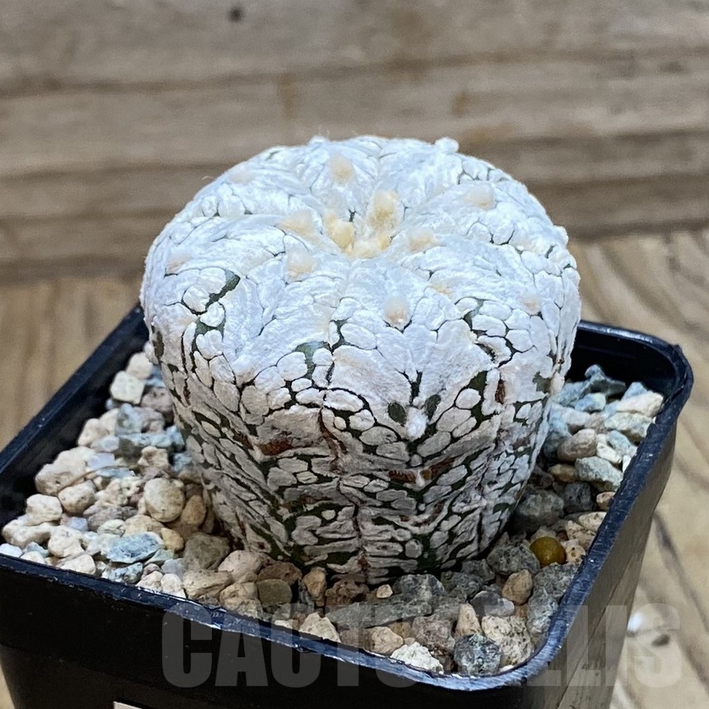SH23870 Astrophytum asterias ‘Super Kabuto Snow’ V-type - Image 2