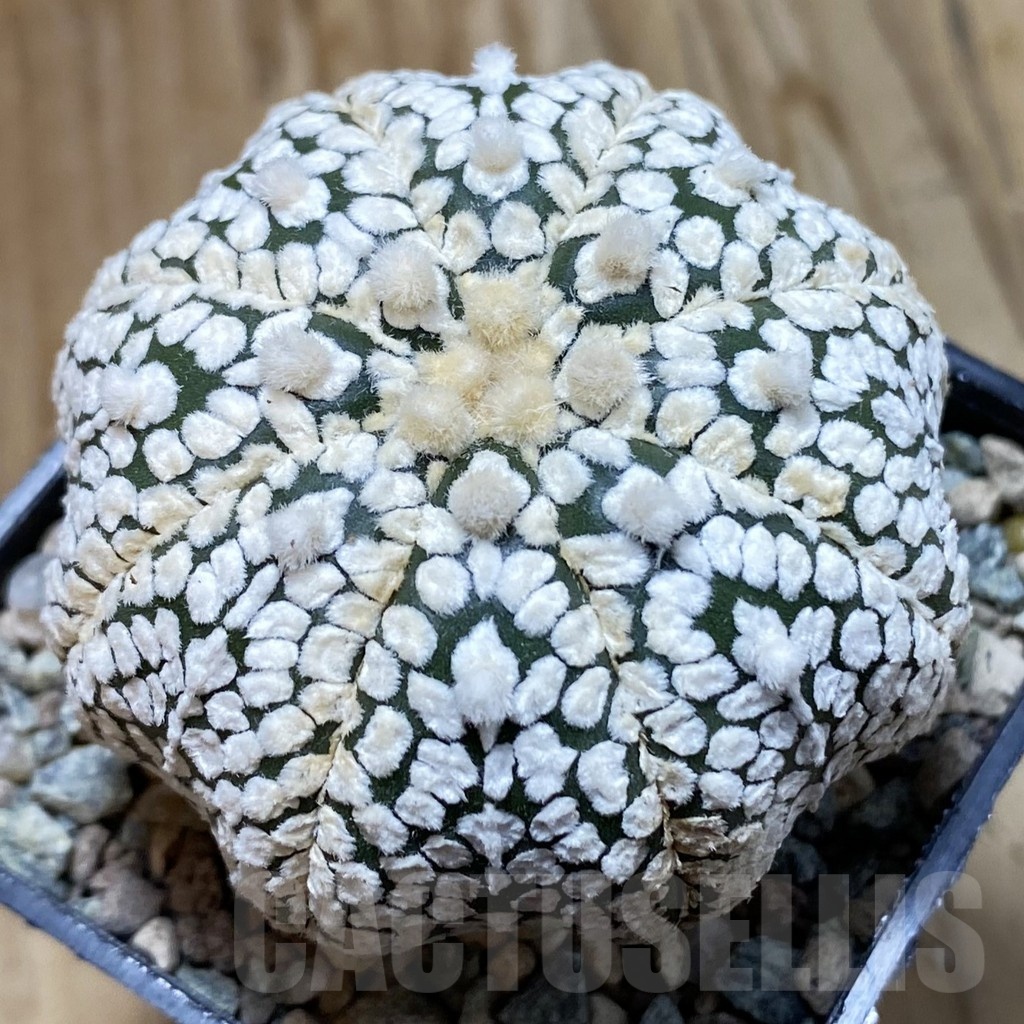 SH23871 Astrophytum asterias ‘Super Kabuto’ ‘Star Shape’
