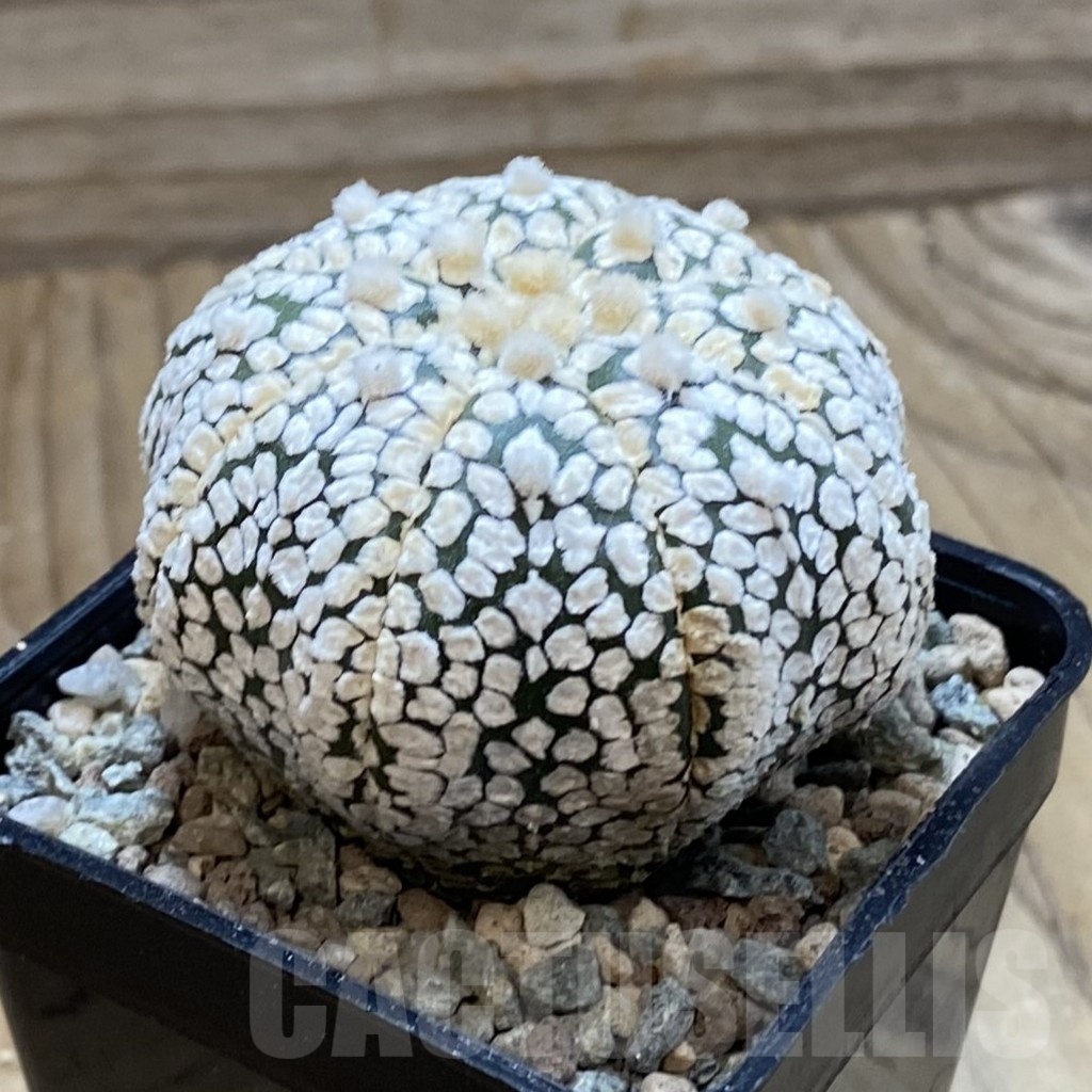 SH23871 Astrophytum asterias ‘Super Kabuto’ ‘Star Shape’ - immagine 2