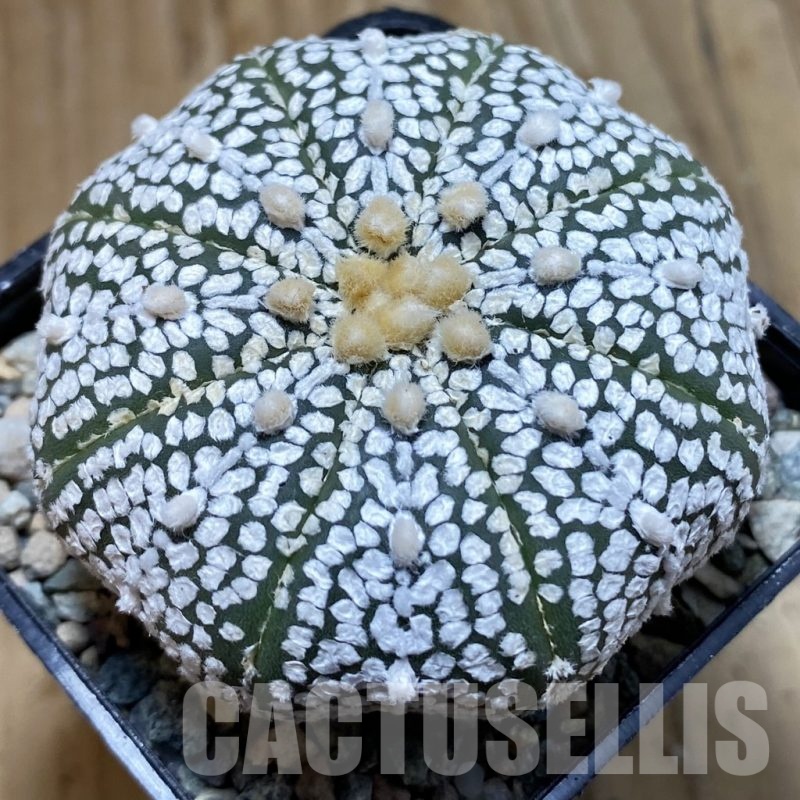 SH23874 Astrophytum asterias ‘Super Kabuto’ ‘Star Shape’