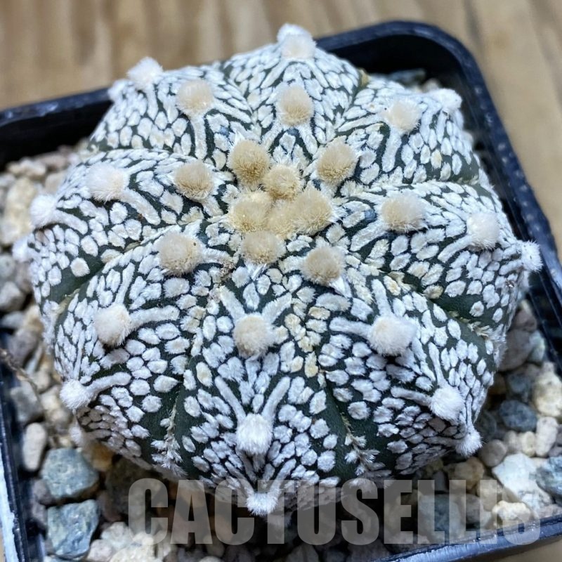 SH23875 Astrophytum asterias ‘Super Kabuto’ V-type hybrid